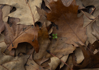New Life Emerging Among Fallen Autumn Leaves