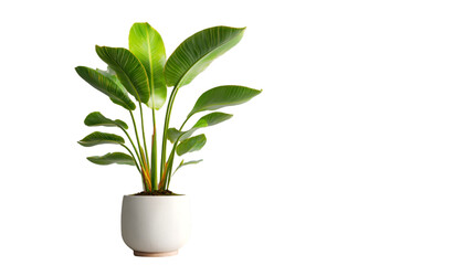 Minimalist Houseplant Composition with Tropical Foliage in a Round Planter
