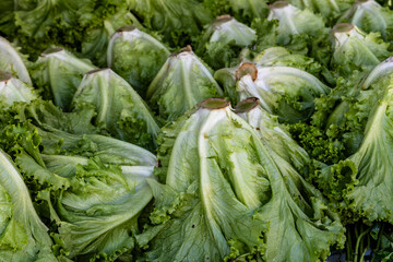Lettuce for sale at a street market in Sao Paulo, Brazil.