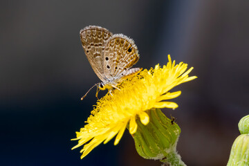 Borboleta-azul-de-ceraunus (Hemiargus ceraunus) pousada em uma flor da serralha