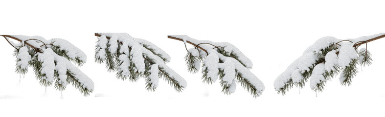 Fototapeta premium Premium pine tree branches covered in heavy white snow isolated on white background, winter forest evergreen spruce fir needles collection, high quality PNG set.