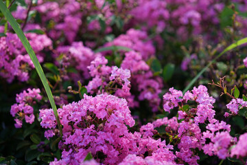 Fototapeta premium 一面に咲いたピンク色の百日紅の花