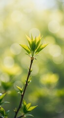 Obraz premium Abstract vibrant spring background featuring soft focus foliage and gentle light leaks, creating a dreamy, peaceful bokeh effect for overlays ,light ,abstract ,colorful