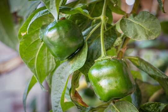 Rocoto, aj&iacute; picante chile, tradicional  de uso cotidiano en la gastronom&iacute;a peruana, en su planta y a la luz del sol