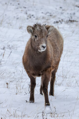 Fototapeta premium Bighorn sheep in snow