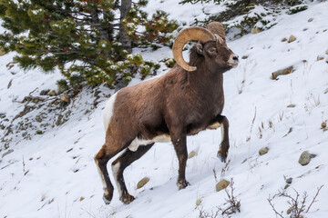 Fototapeta premium Bighorn sheep in a snowy mountain side