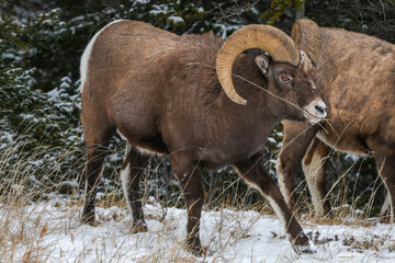 Obraz premium Bighorn sheep in a snowy landscape
