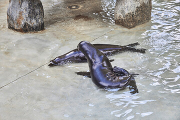 Naklejka premium Two young sea lions lounge in shallow water.