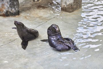 Two young sea lions lounge in shallow water.