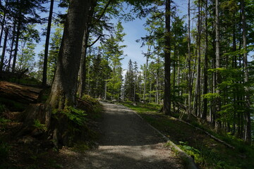 Fototapeta premium Forest Path in National Park Surrounded by Nature