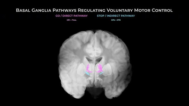 Healthy Brain Basal Ganglia Pathways in Coronal View on Black Background
