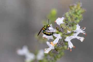 Abelha-do-suor verde met&aacute;lica. Abelha em uma flor de manjeric&atilde;o.