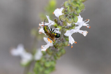 Abelha-do-suor verde met&aacute;lica. Abelha em uma flor de manjeric&atilde;o.