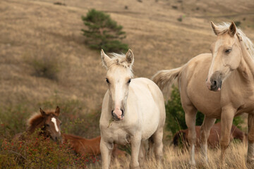 Obraz premium beautiful wild horses: dam with her foal grazing at mountain top1200m on Black sea. cloudy evening. close up. Crimea, Russia