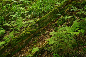 Fototapeta premium Green Moss in Forest