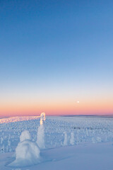 winter landscape with snow