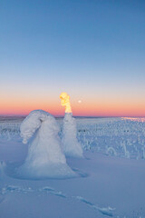 winter landscape with snow
