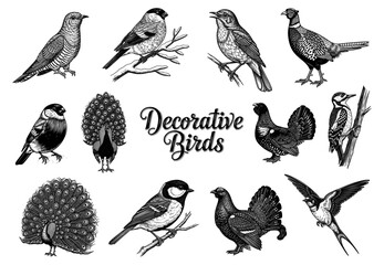 Naklejka premium Decorative birds collection in line art
