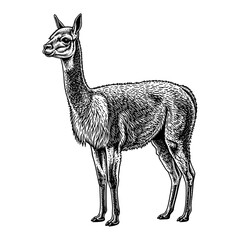 Fototapeta premium Llama in vintage line art style