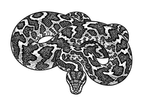 Coiled python in vintage line art style
