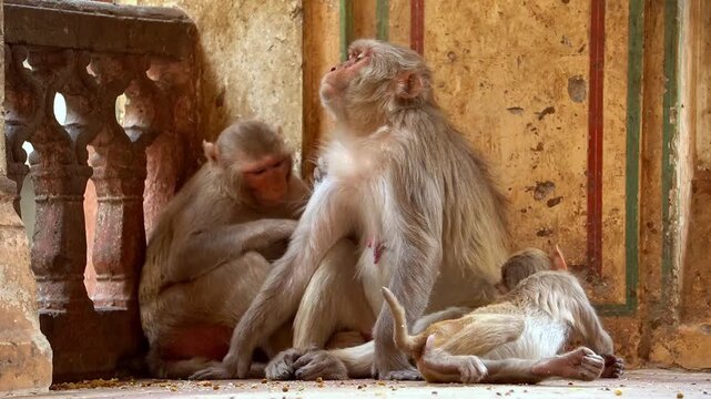 Monkeys relax at ancient Indian temple site