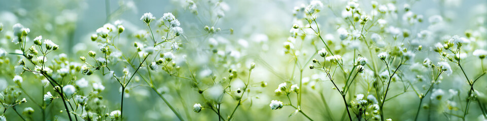 Field of Delicate White Gypsophila Baby's Breath Flowers on a Soft Dreamy Green Background with Natural Sunlight, Ethereal Spring Floral Banner for Wedding Decor, Romantic Beauty and Nature Concepts
