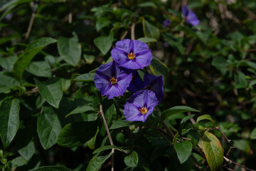 Flores Pantas y Naturaleza
