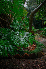 Flores Pantas y Naturaleza