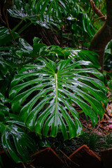 Flores Pantas y Naturaleza