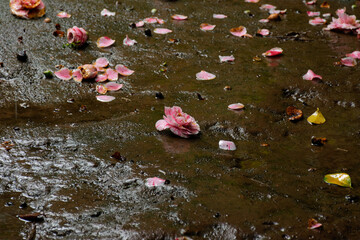 Flores Pantas y Naturaleza