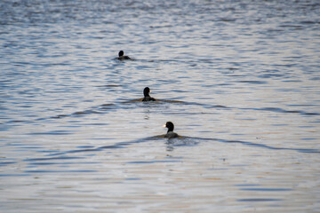 &Aacute;nades nadando 