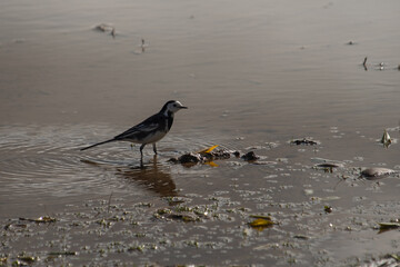 lavandera blanca com&uacute;n