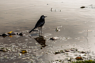 lavandera blanca com&uacute;n