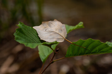 Flores Pantas y Naturaleza