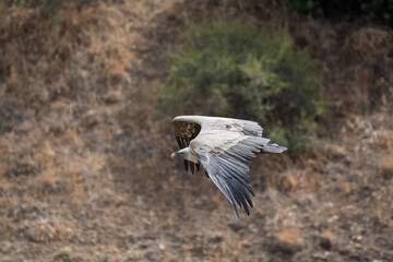Buitre Leonado volando