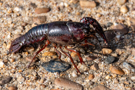 Cangrejo de rio
