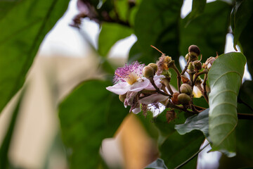 Urucuzeiro &eacute; uma &aacute;rvore cujo fruto &eacute; o urucum, de onde se extrai o colorau. Flor. Condimento.