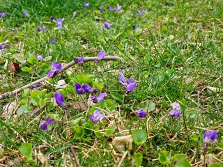 Blooming Viola riviniana punctual dog violet with leaves and blossom