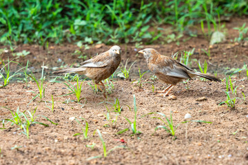 Les oiseaux dans le jardin au matin