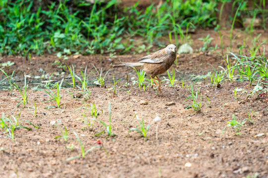 Les oiseaux dans le jardin au matin