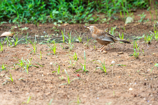Les oiseaux dans le jardin au matin