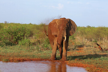 Elephant sprays itself with water at a watering hole in Tsavo National Park, Kenya