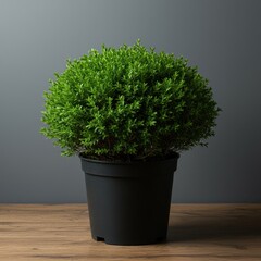 Vibrant green foliage of a dense ornamental bush cultivated in a simple round container, suitable for patio or indoor environment and decor, plant, leafy, round