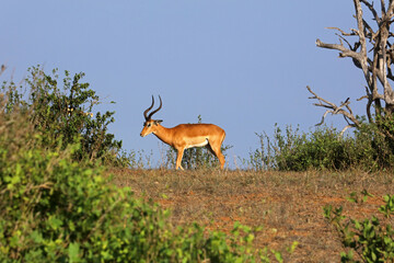 Impala in the Tsavo National Park in Kenya