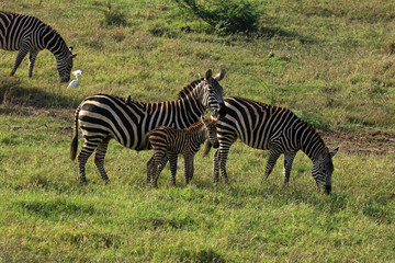 Fototapeta premium Family of plains zebras in the Tsavo National Park in Kenya