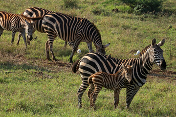 Obraz premium Family of plains zebras in the Tsavo National Park in Kenya