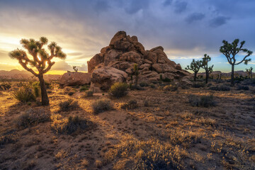 beautiful sunset in joshua tree national park in california, usa