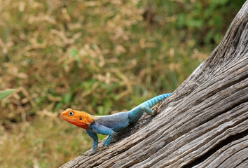 Kenyan rock agama on the wood near Diani beach near Mombasa, Kenya