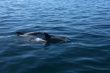 Obraz premium Dolphins in Kisite-Mpunguti Marine National Park in Kenya