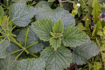 Close up of green leaves Melissa officinalis in the garden in early spring and blurred background